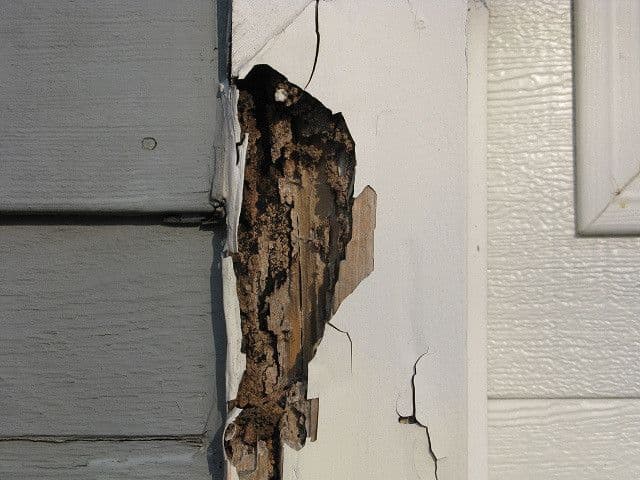 dommages causés par des termites_Soumission Rénovation