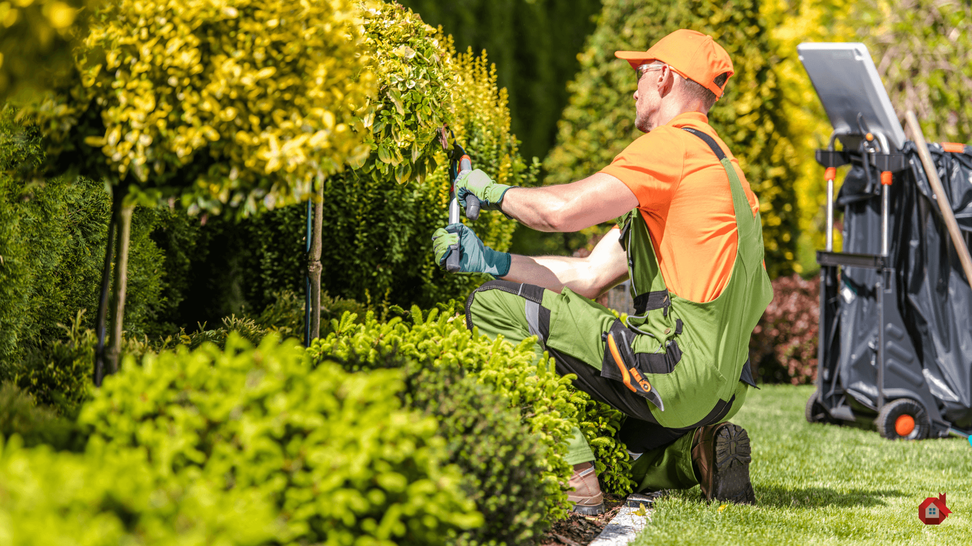 landscaping contractor cutting a hedge 