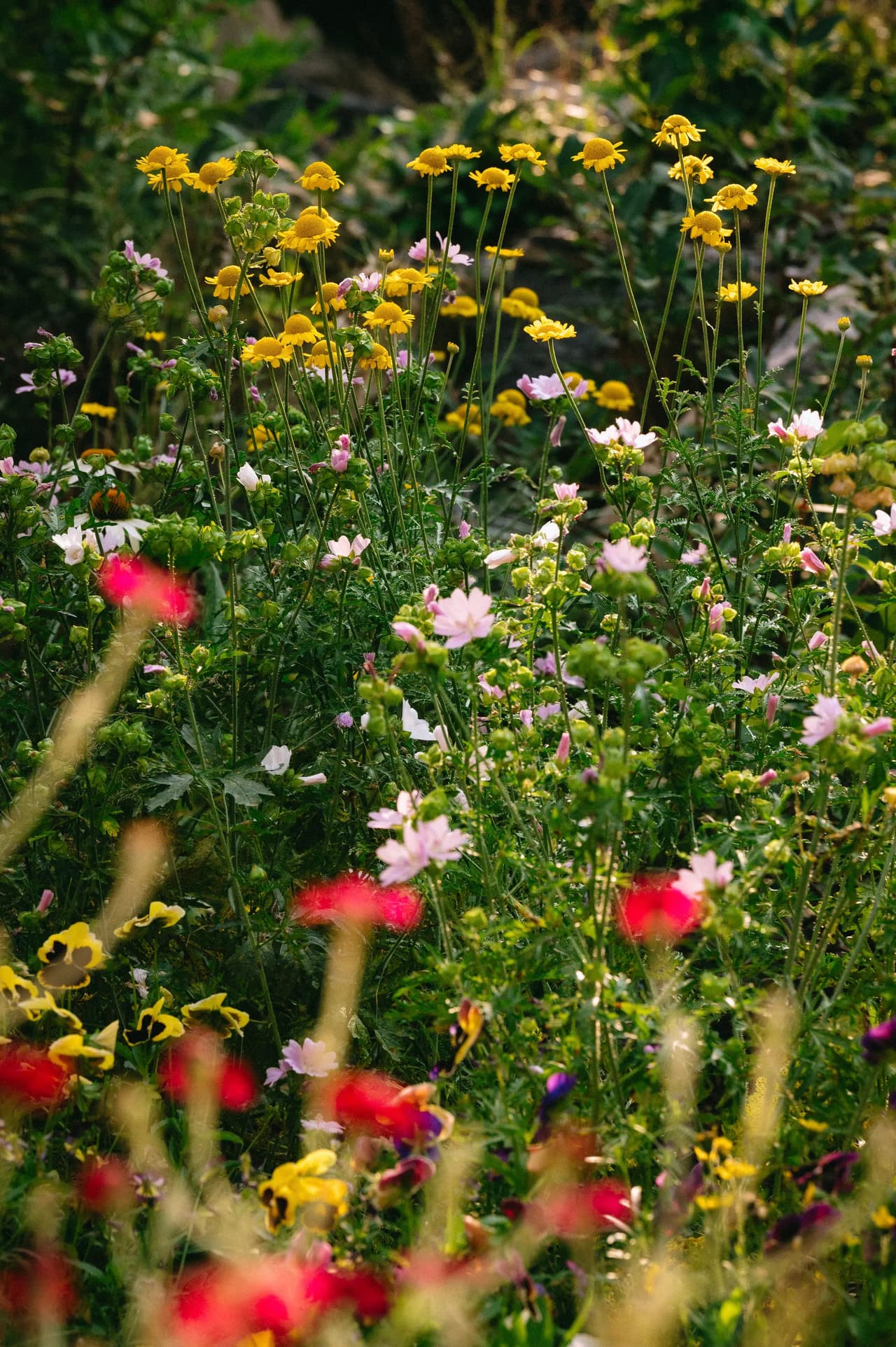 Colorful wildflower garden in full bloom under natural light