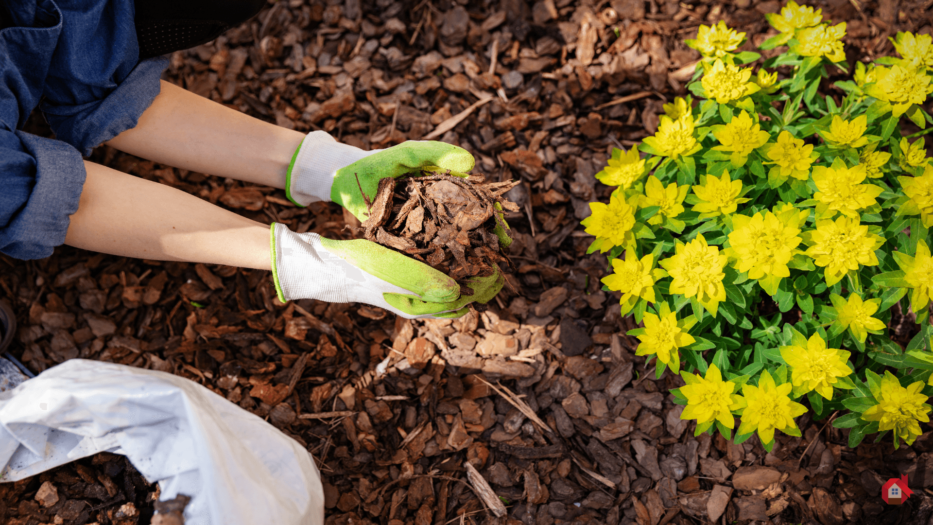 Apply mulch to the soil