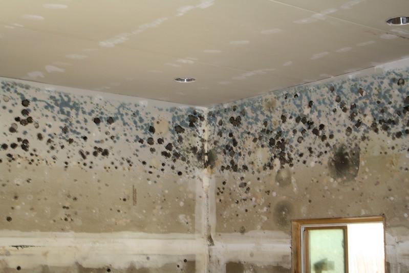 Ceiling mould water leak