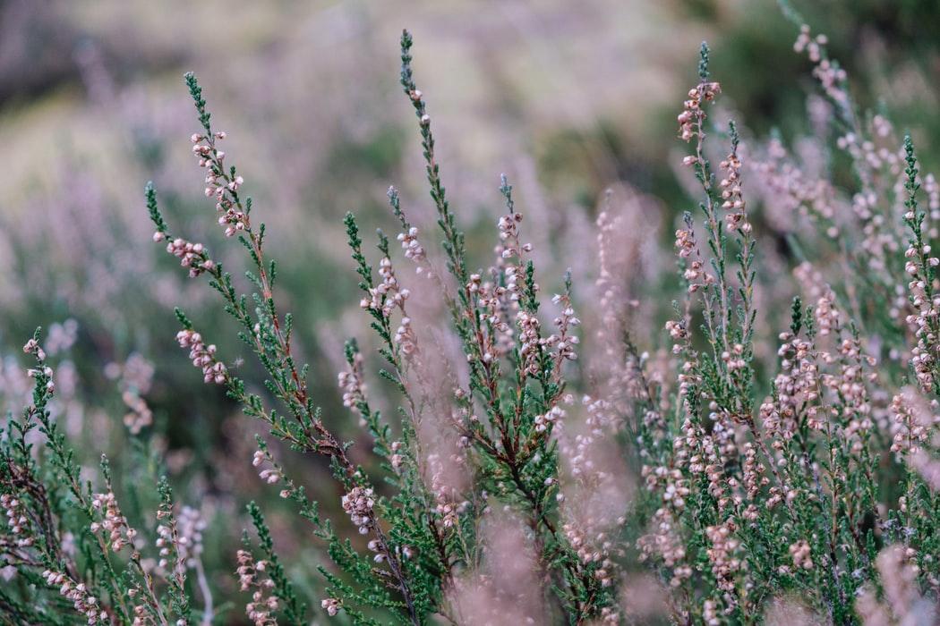 wild plants_landscaping: 5 alternatives to grass