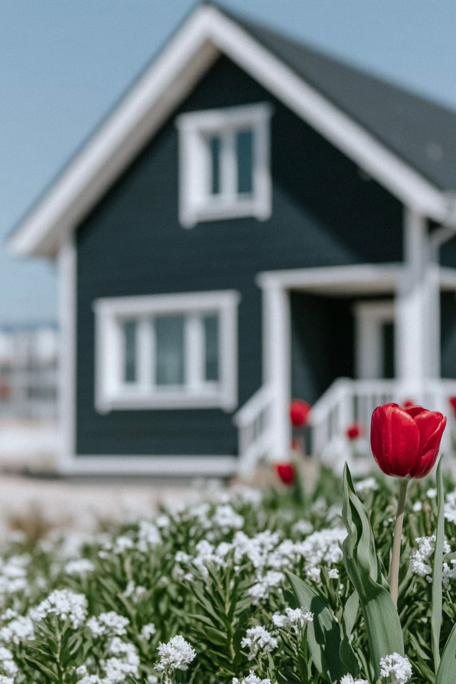 Red tulip in the foreground in front of a dark house with white trim, flowering garden, and spring outdoor decor.