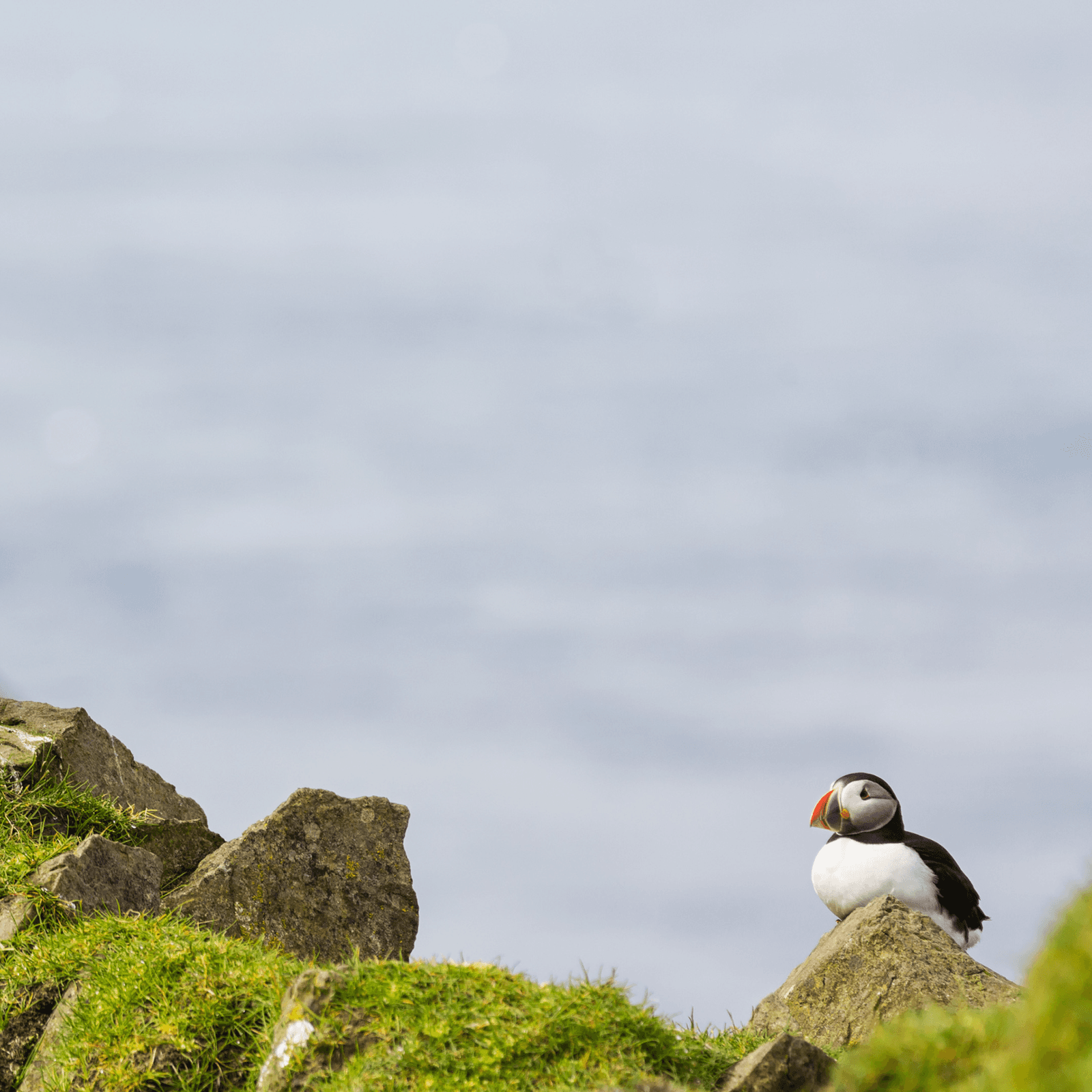 contractor-profile-logo