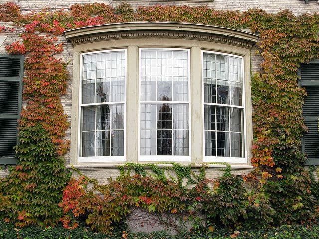 Bay window surrounded by leaves_RenoQuotes.com