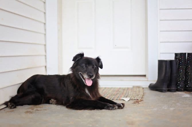 smiling dog_A Guide to Dog-Proofing Your Home