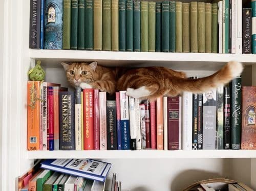 bookshelf with cat in it_5 Ways to Maximize Storage in a Small Home
