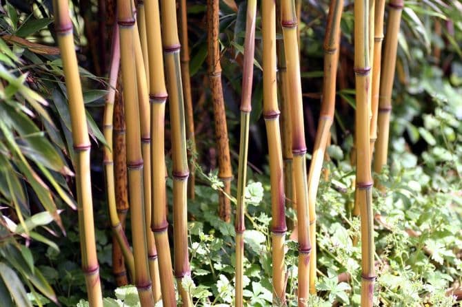 groupe de bambous