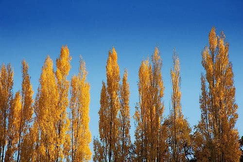 yellow leaf trees