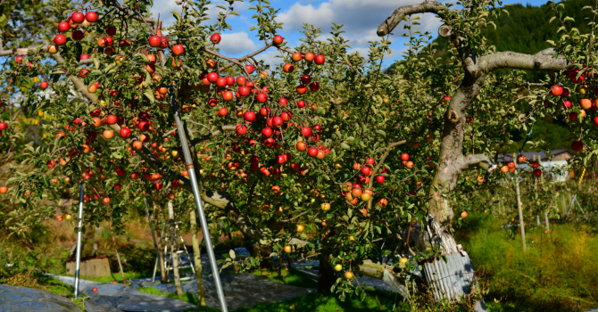 apple tree_fruit tree landscape designs