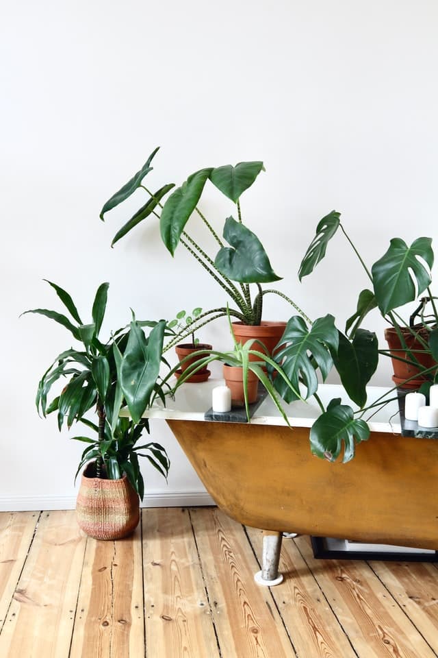 decorative houseplants_how to choose your houseplants