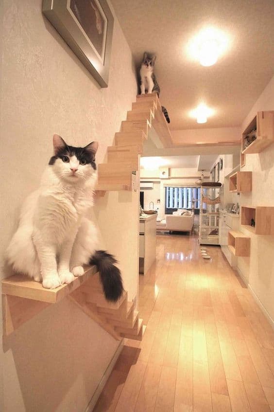 Corridor étagères chats