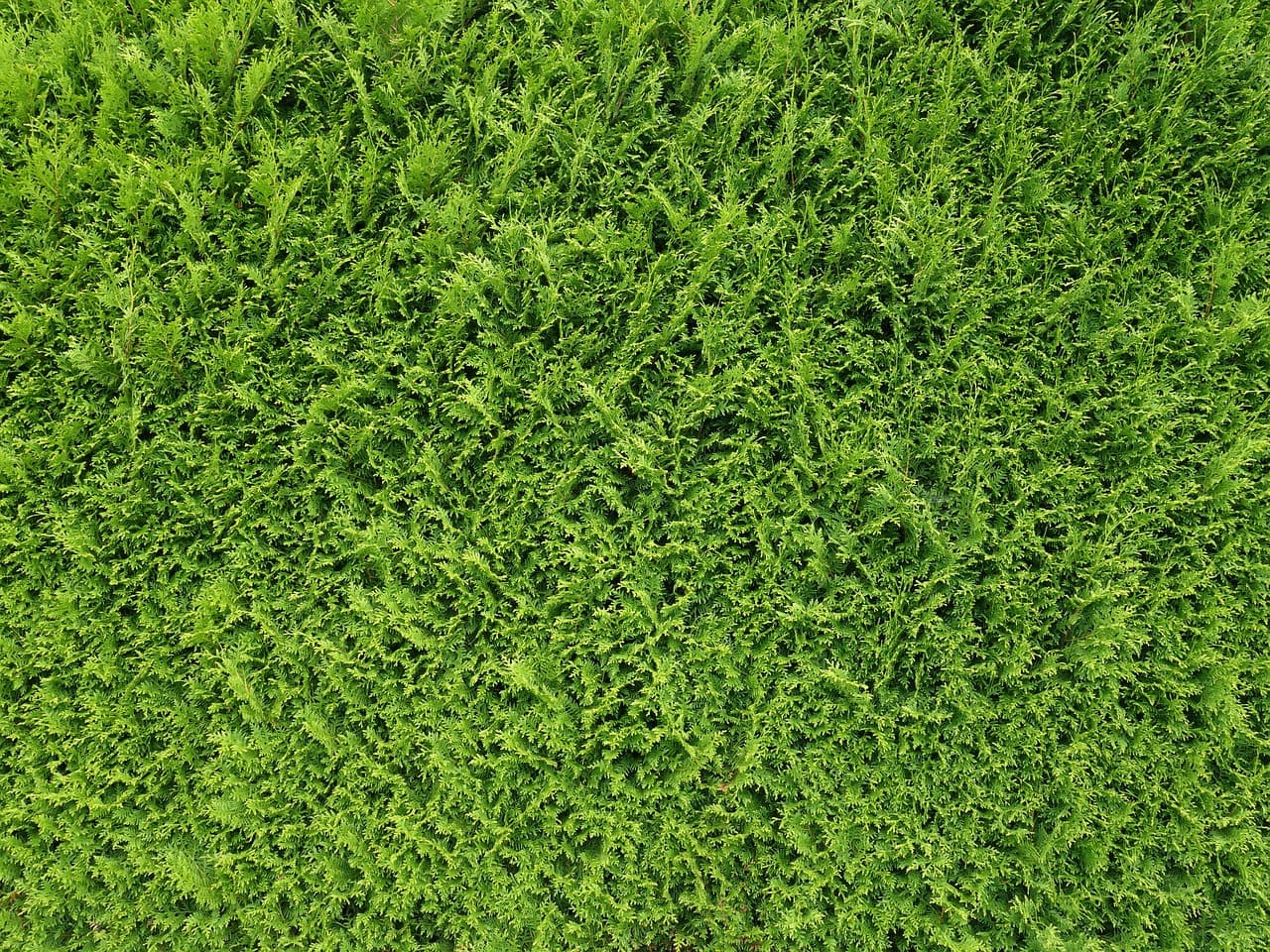 haie_Soumission _hedge_renoquotes