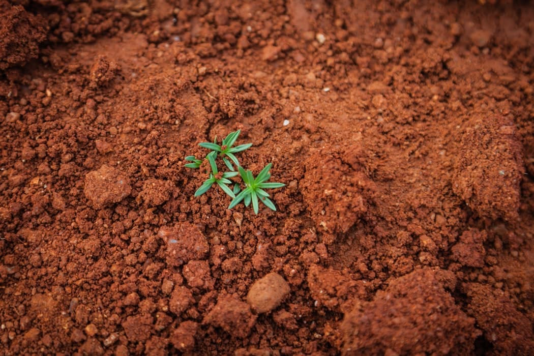 plante qui pousse dans le sol_Soumission Rénovation_plant growing in the ground