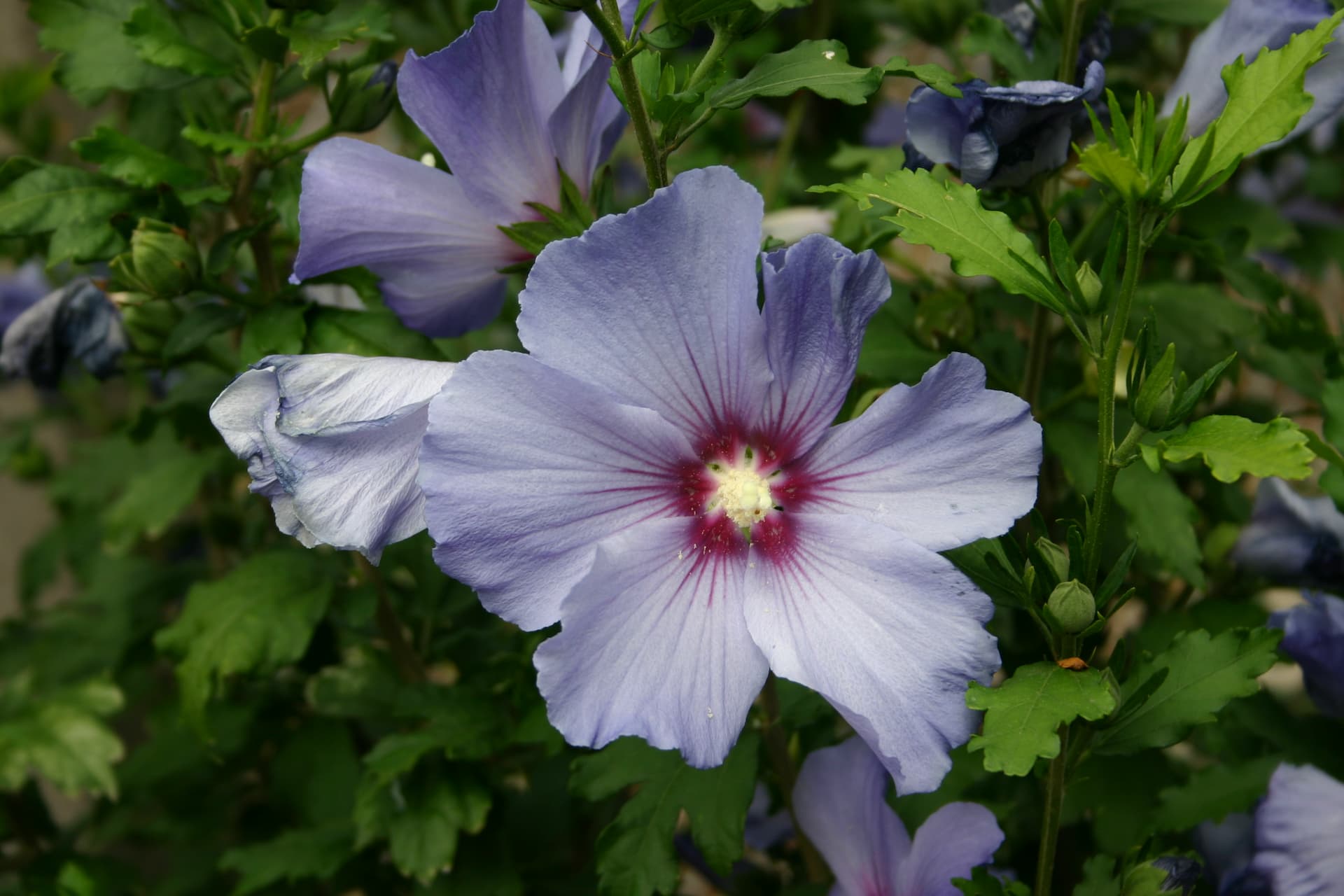 hibiscus bleu_Soumission Rénovation_blue hibiscus