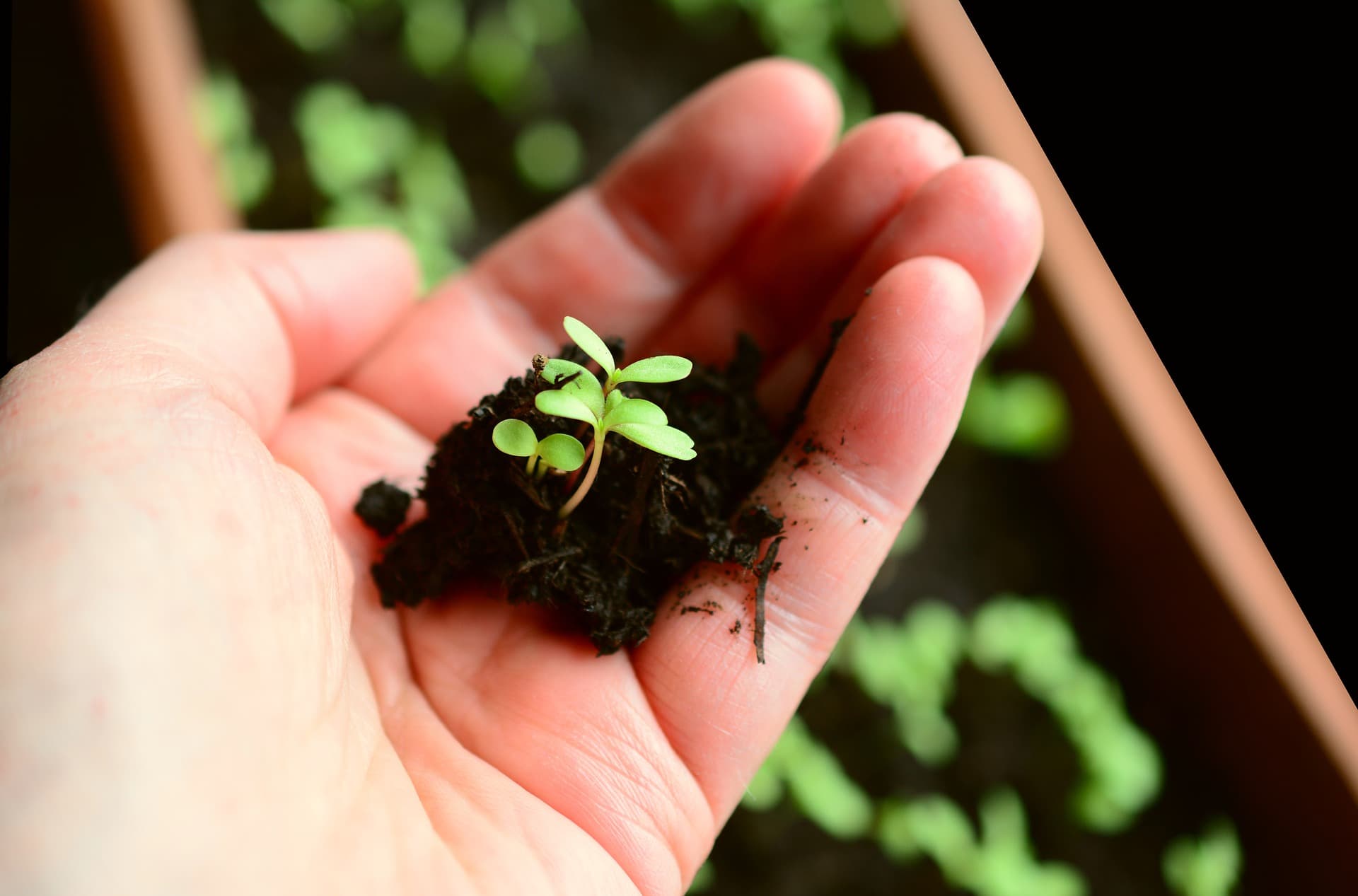 semis de plantes_Plantes potagères: comment les faire pousser?_Soumission Rénovation