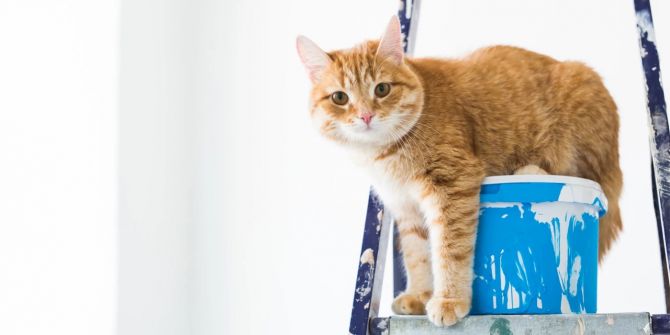 Cat in paint bucket