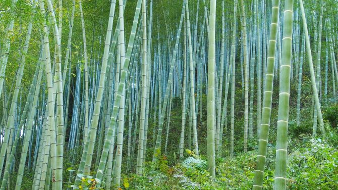 forêt de bambou_Soumission Rénovation_bamboo forest_renoquotes