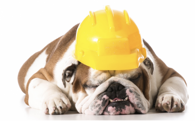 bulldog wearing a construction hat