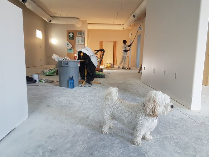 dog on renovation worksite