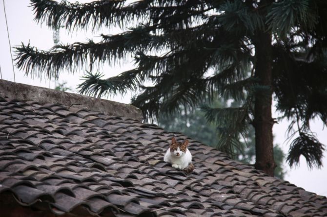 réfection de toiture_chat sur le toit_Soumission Rénovation